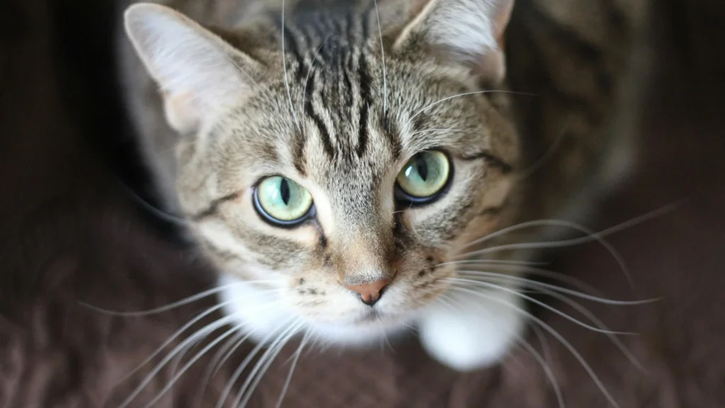 Chat qui attaque les pieds dans une maison calme