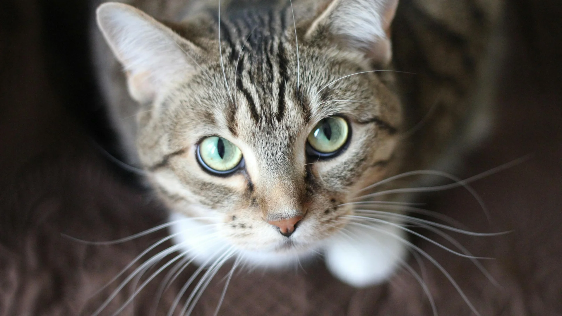 Chat qui attaque les pieds dans une maison calme
