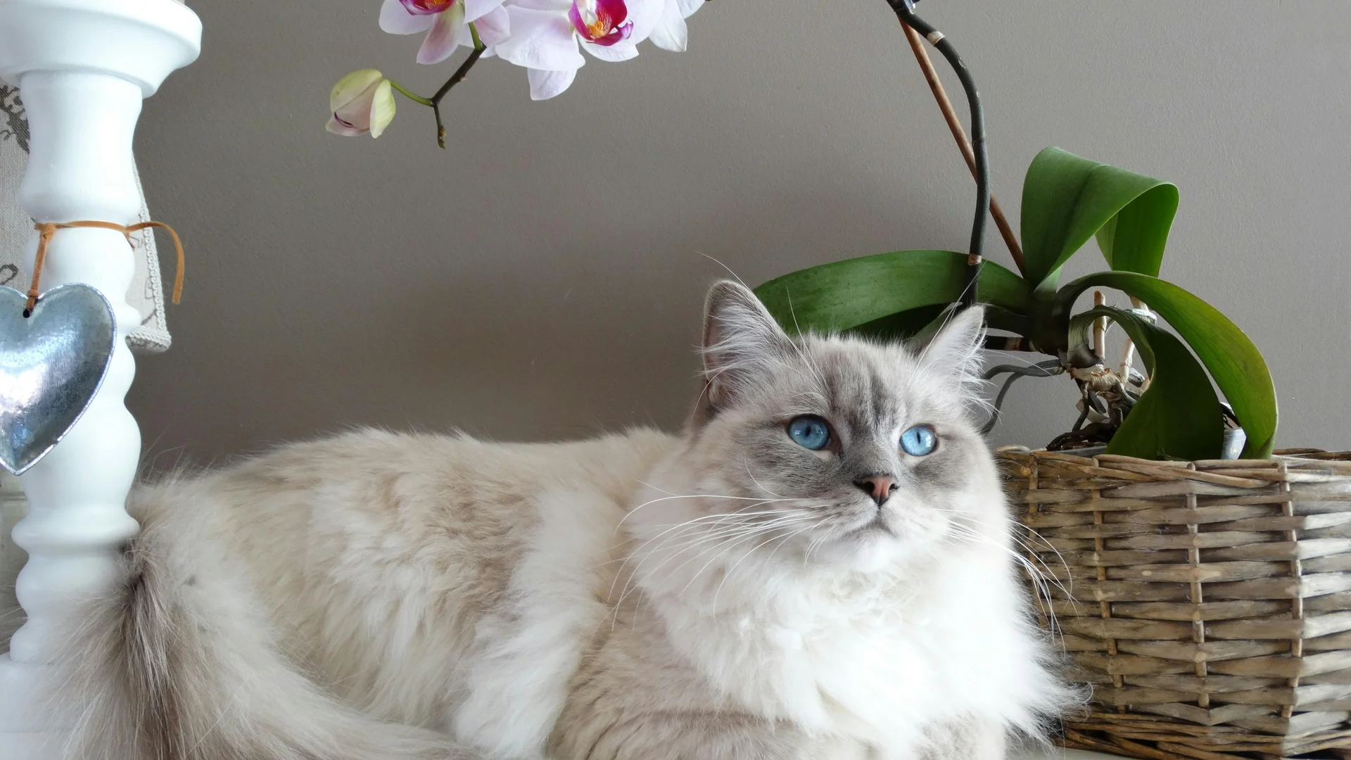 Chat qui joue avec un jouet interactif