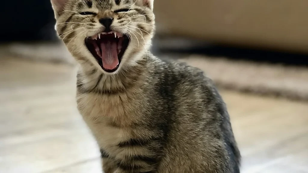 Pourquoi mon chat me suit partout ? Signification, causes et solutions