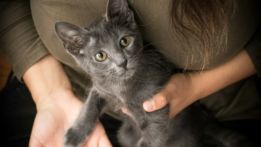 Chat qui suit son maître dans une maison calme
